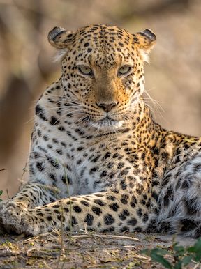 Wilderness Kings Pool Botswana Wildlife Leopard