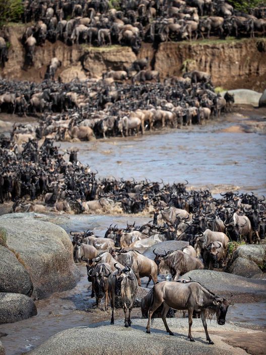 Wildebeest Migration across riverine Serengeti
