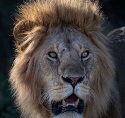 Wilderness Tanzania Lion Close-up wild mane
