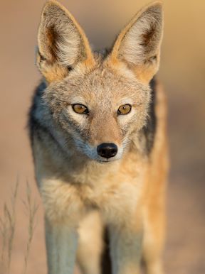 Doro Nawas Camp Namibia Wildlife Black Backed Jackel