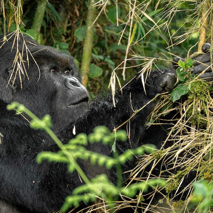 Wilderness Sabinyo Rwanda Gallery Gorilla