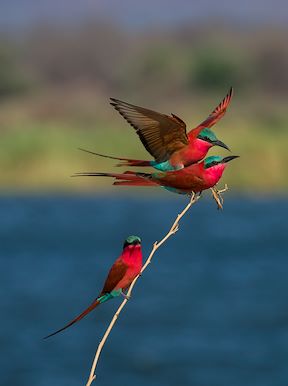 Wilderness Zimbabwe Wildlife Carmine Bee Eater