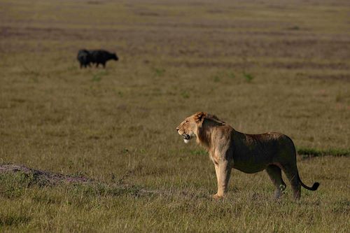 Wilderness Magashi Akagera Lions