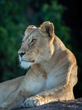 Lion relaxing in the sun Wildereness Serengeti 