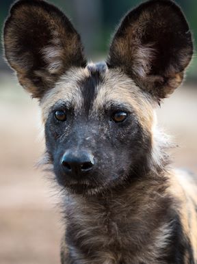 Wilderness Zimbabwe Wildlife Wild Dog