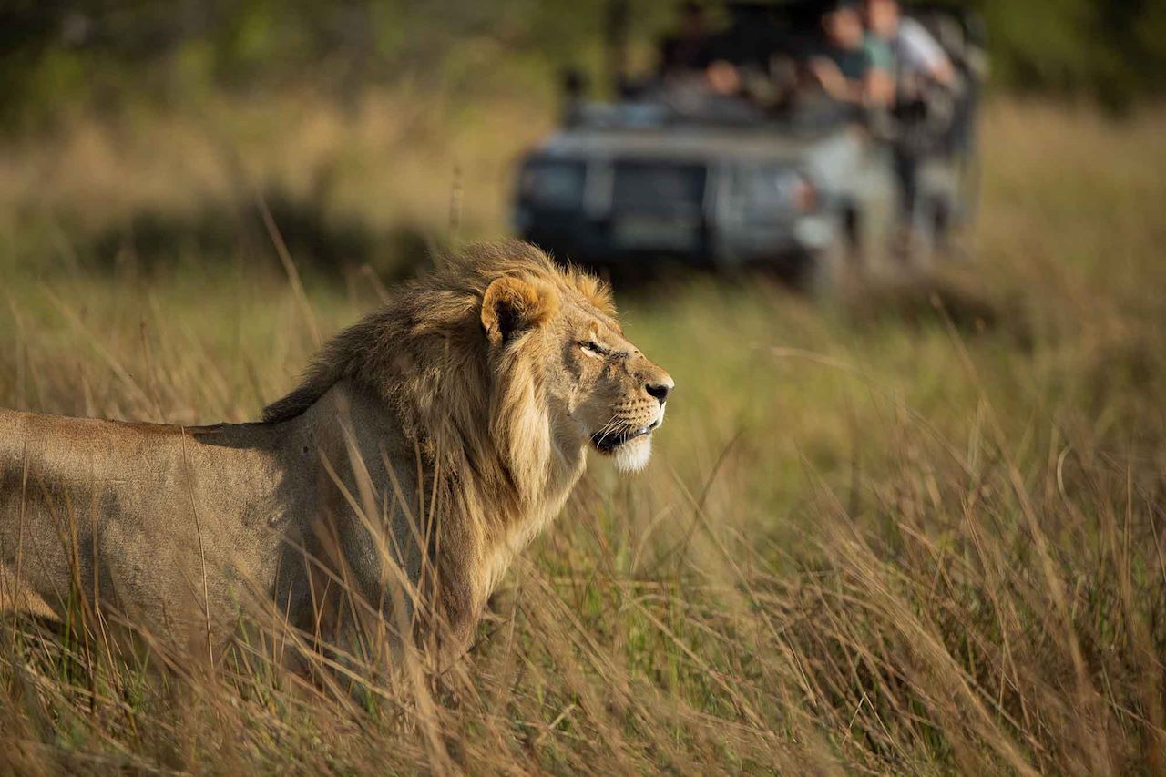 Male lion in the tall grass spotted on game drive