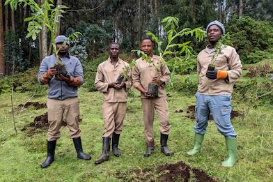 Wilderness Sabyinyo reforestation team planting trees