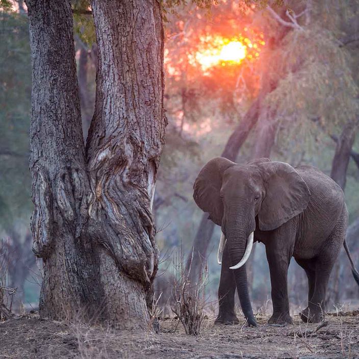 chikwenya safari lodge