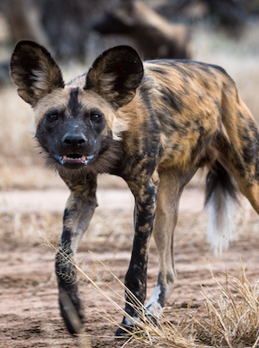 Wilderness Botswana Wildlife Wild Dog