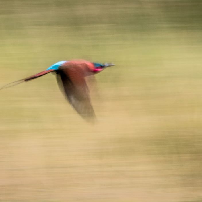 Wilderness Linyanti Tented Camp Botswana Carmine Bee Eater