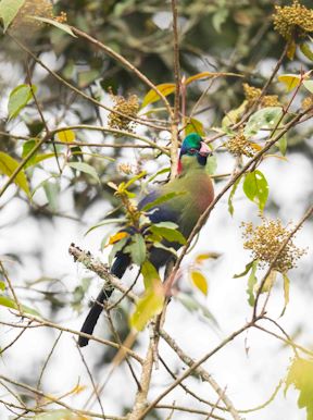 Wilderness Sabinyo Rwanda Wildlife Turaco