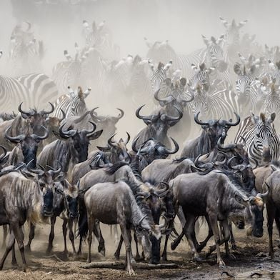 Wilderness Kenya Migration Hero Image