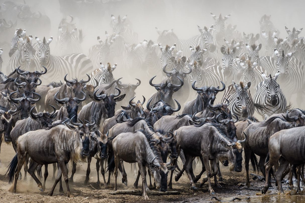 Wilderness Kenya Migration Hero Image