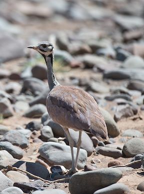 Wilderness Namibia Wildlife Rupells Korhaan