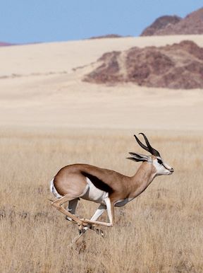 Wilderness Namibia Wildlife Springbok