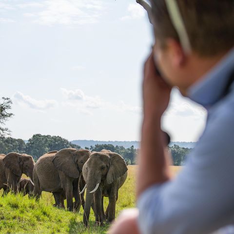 Wilderness Kenya Game Drive Elephants