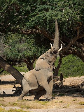 Wilderness Namibia Wildlife Elephant