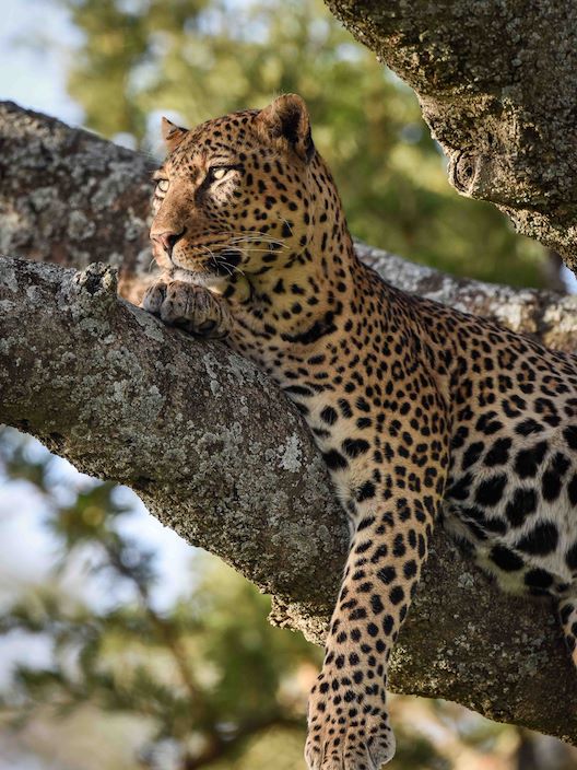 Wilderness Tanzania Leopard in Tree