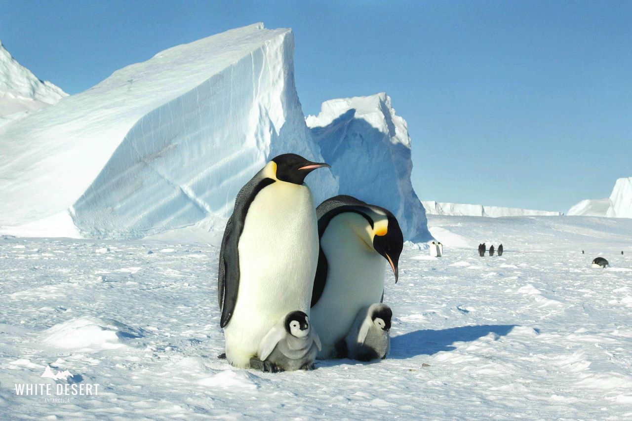 Wilderness Partnerships White Desert Emperor Penguin