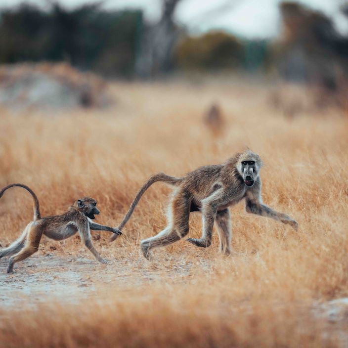 Wilderness Davisons Zimbabwe Wildlife Baboon