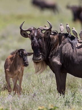 Wildebeest and calf migrating across Tanzania