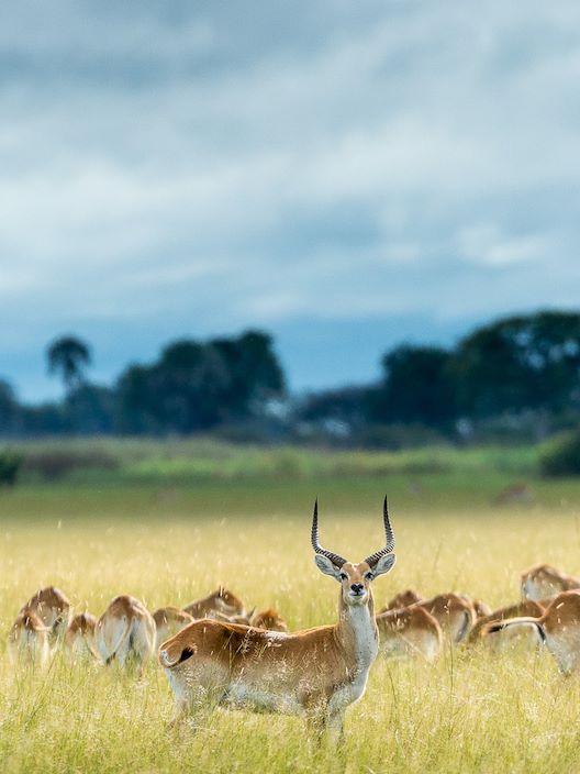 Wilderness Kwetsani Botswana Wildlife Lechwe