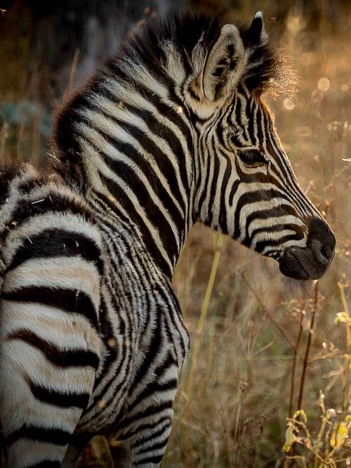 Wilderness Experiences Photography Wildlife Zebra