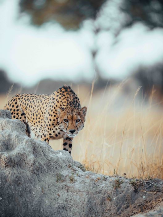 Wilderness Home Wildlife Cheetah 