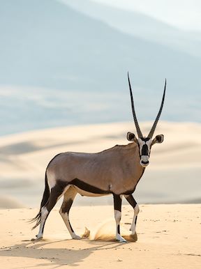Wilderness Namibia Wildlife Oryx