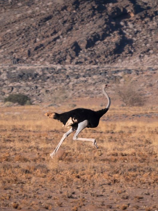 An ostrich running through the desert in Damaraland, Namibia