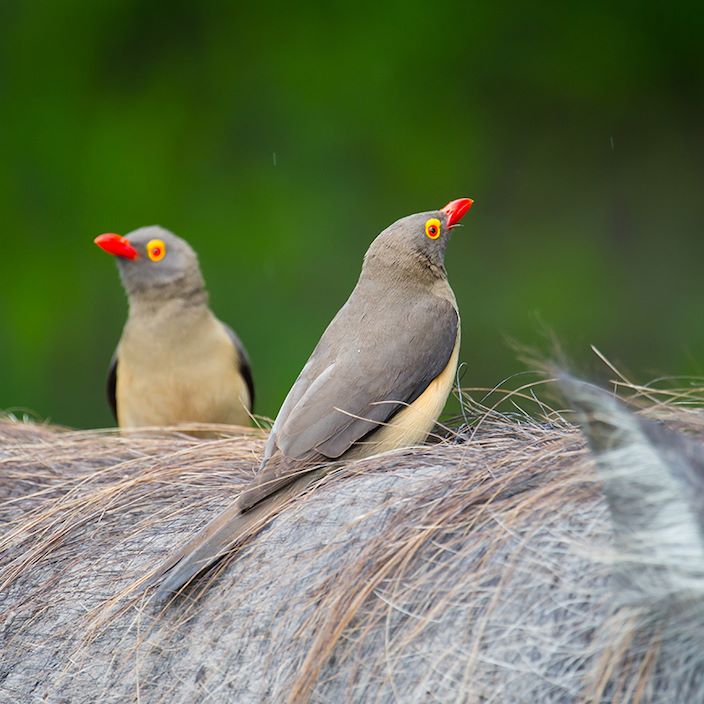 Little Tubu Botswana Wildlife Oxpekker