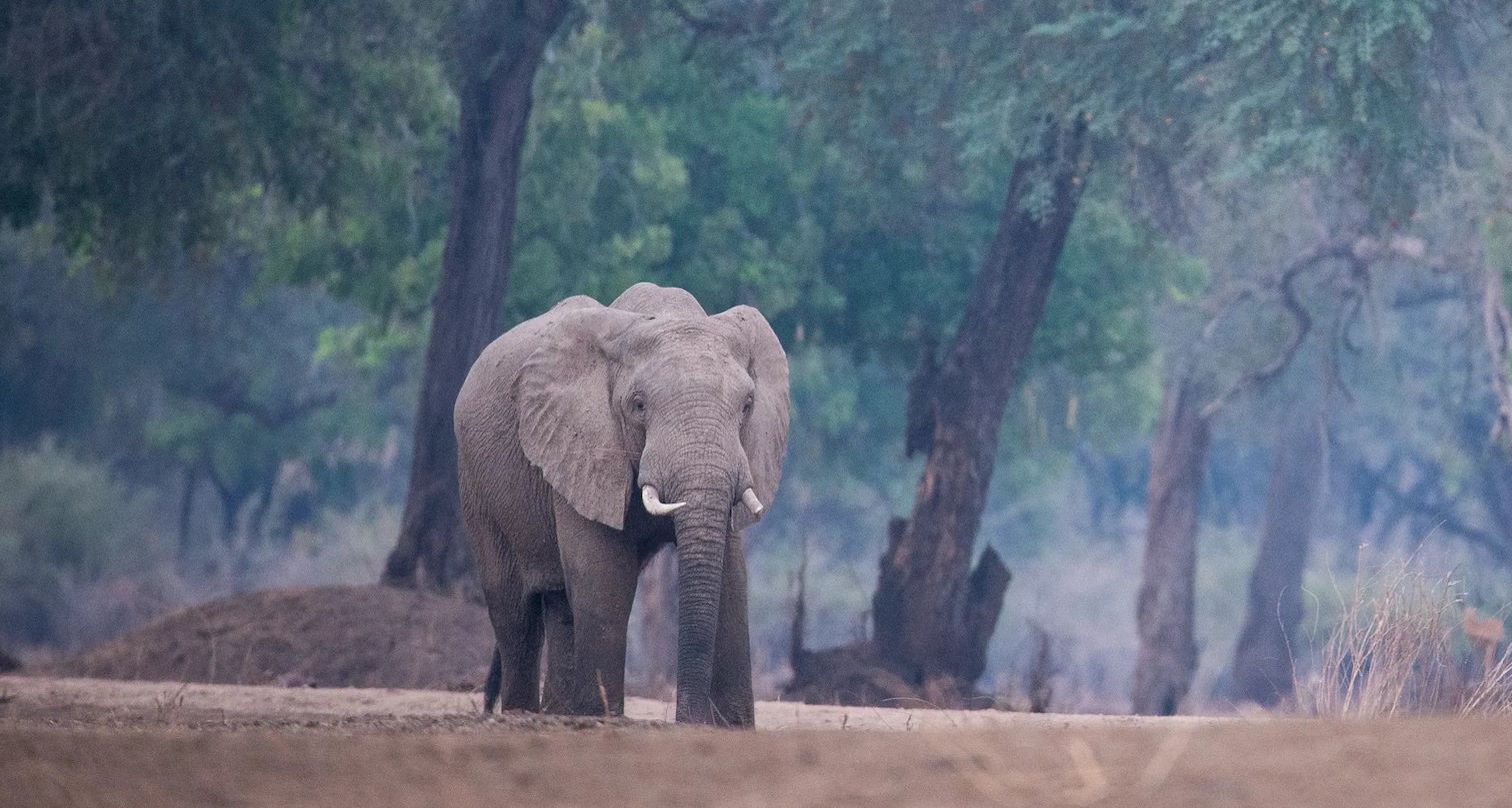 African safari seeing an elephant on a game drive