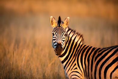 Wilderness Little Makalolo Gallery Zimbabwe Wildlife Zebra