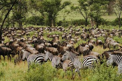 Wilderbeest and Zebra migration can be seen at Wilderness Usawa