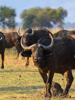 Wilderness Zimbabwe Wildlife Buffalo