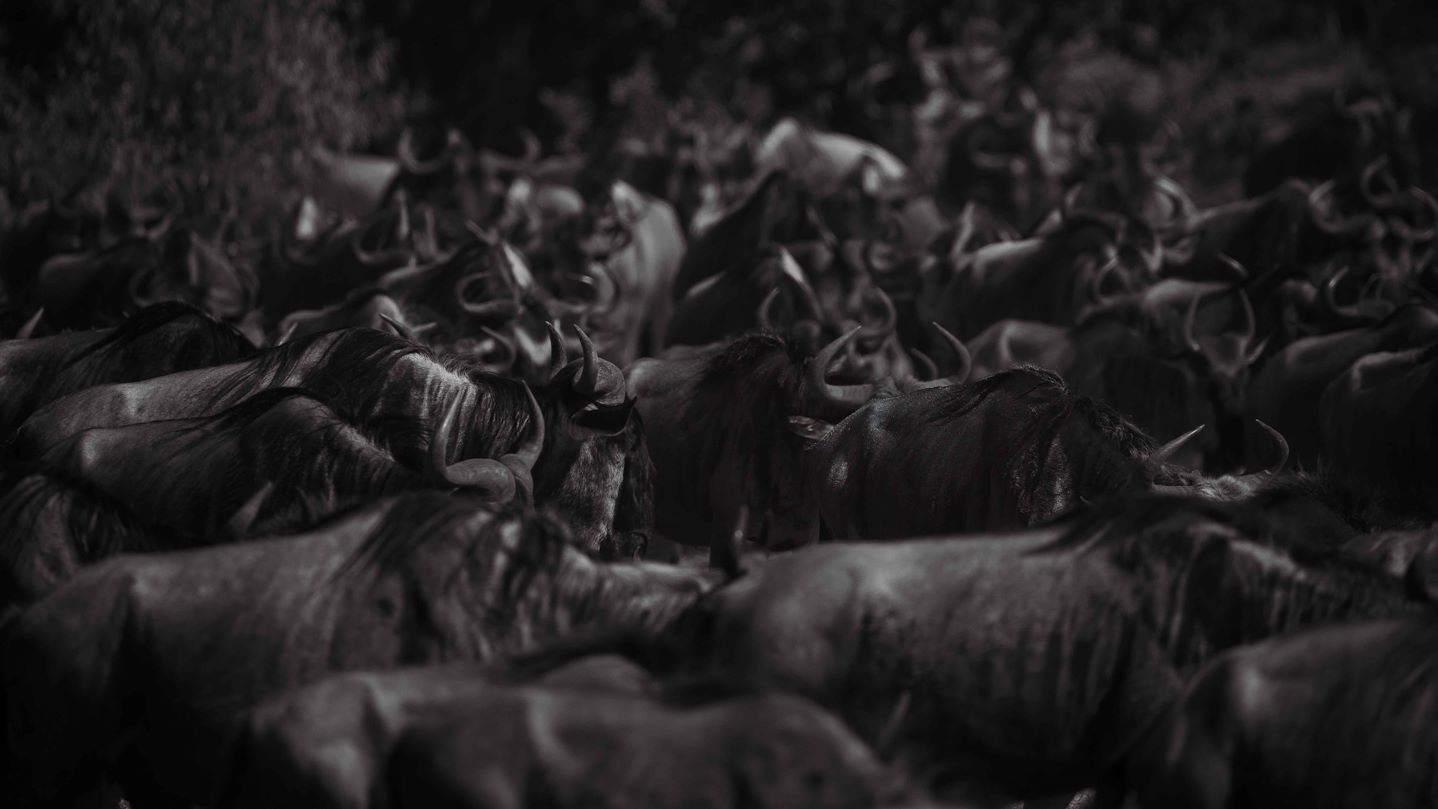 Herds of Wildebeest Serengeti Migration Wilderness