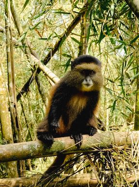 Wilderness Sabinyo Rwanda Wildlife Golden Monkey