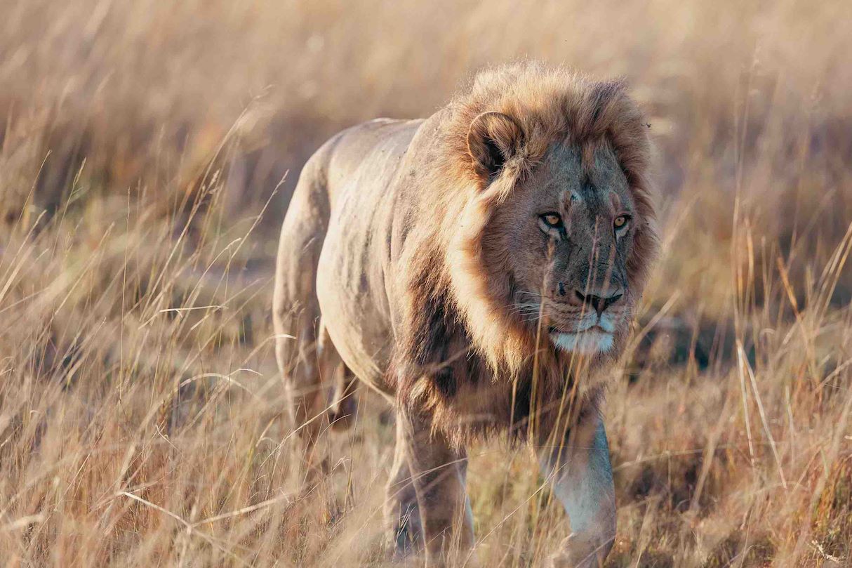 African Lion in Mababe region Wilderness Mokete Botswana