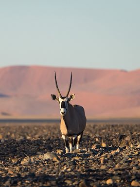 Wilderness Namibia Wildlife Oryx
