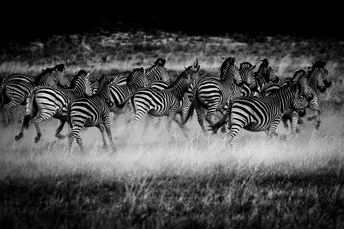Wilderness Zimbabwe Wildlife Zebra