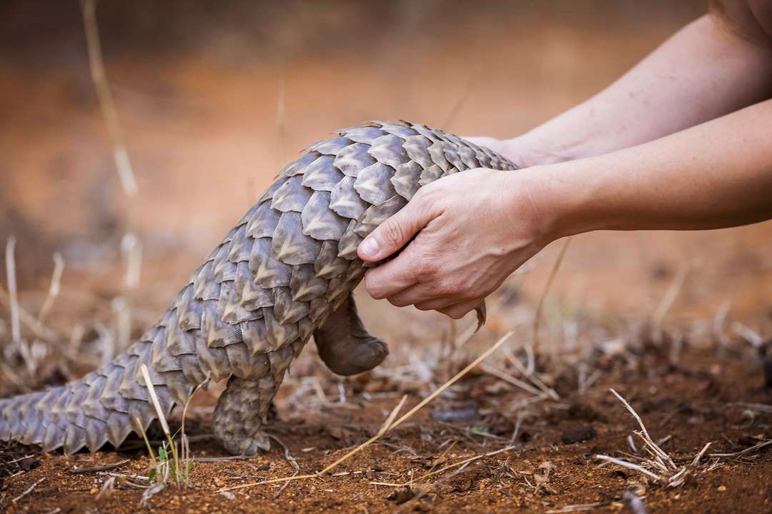 A pangolin pup rescued and released