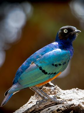 Wilderness Tanzania Wildlife Starling