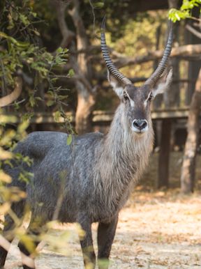 Wilderness Chikwenya Zimbabwe Wildlife Waterbuck