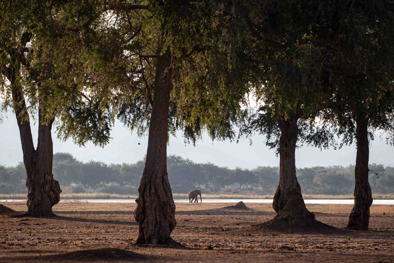 Wilderness Chikwenya Zimbabwe Area