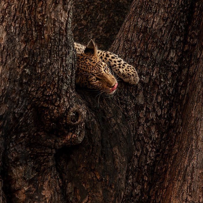 Wilderness Chitabe Lediba Gallery Wildlife Leopard