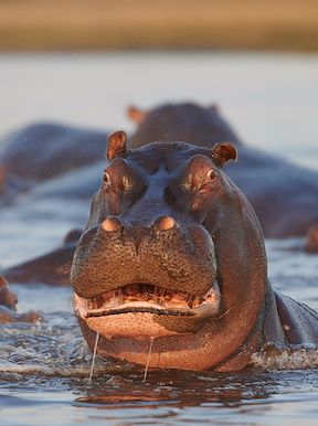 Wilderness Zambia Wildlife Hippo