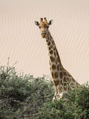 Wilderness Namibia Wildlife Giraffe