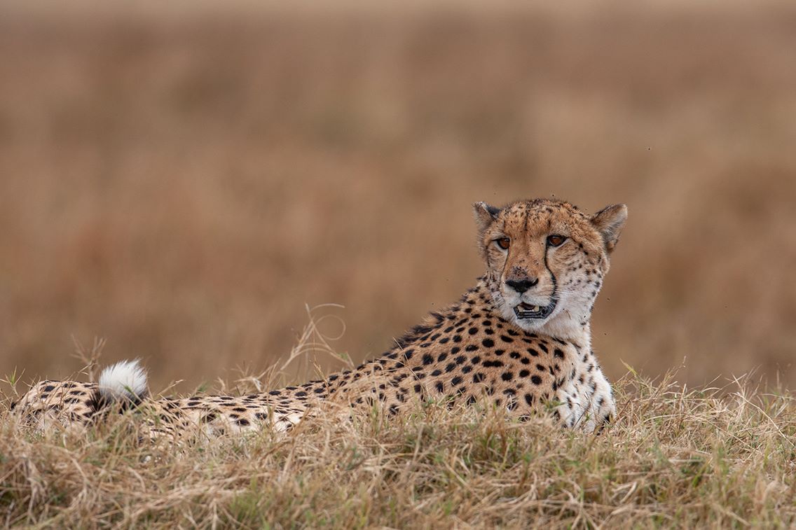 Wilderness Chitabe Lediba Wildlife Cheetah