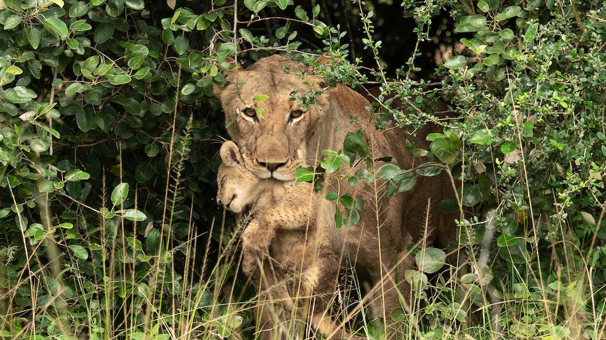 Wilderness Rwanda Wildlife Lions