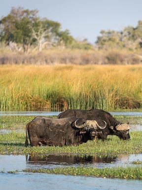 Wilderness Dumatau Botswana Wildlife Buffalo